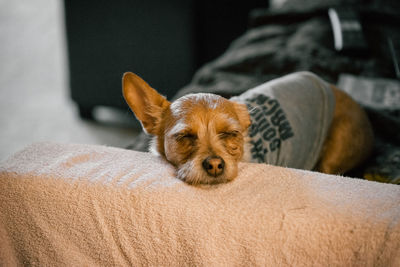 Portrait of dog relaxing on sofa at home