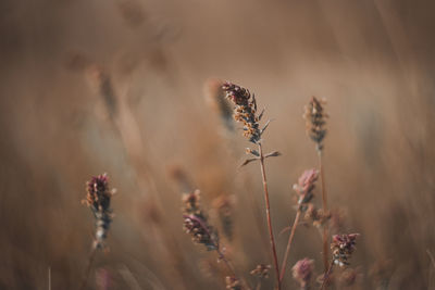 Close-up of wilted plant on field