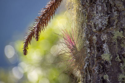 Close-up of lichen growing on tree trunk against sky