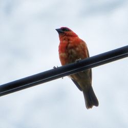 Low angle view of bird perching on wall