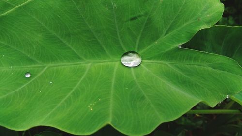 Close-up of water drops on leaf