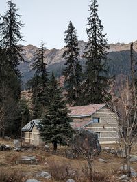 Trees and houses against sky