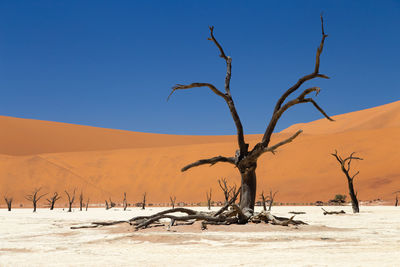 A bare tree in sossusvlei, namibia