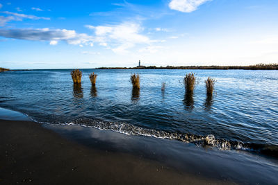 Reed between the waves and the dark sand beaches at the mouth of the river po italy
