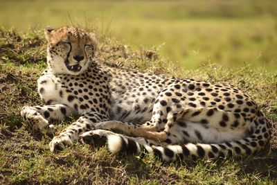 High angle view of resting cheetah laying with mouth open in kenyan grassland