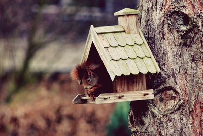 Squirrel in birdhouse