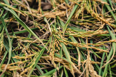 Full frame shot of plants growing on field