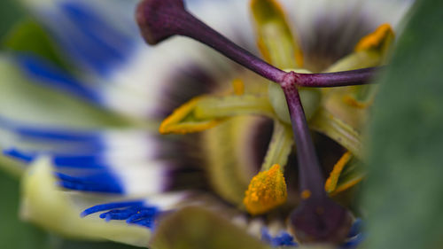 Close-up of purple flower