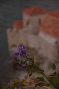 Close-up of flowering plant
