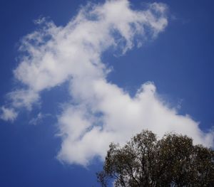 Low angle view of trees against blue sky