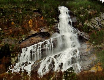 Scenic view of waterfall in forest