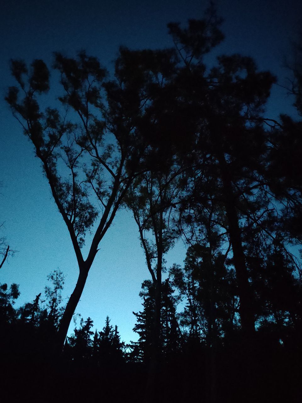LOW ANGLE VIEW OF SILHOUETTE TREES AT NIGHT