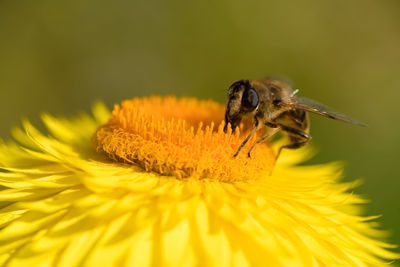 Close-up of bee pollinating on yellow flower