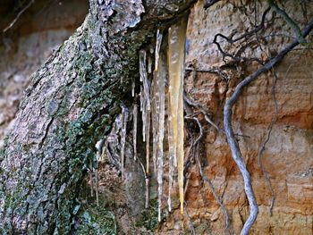 Close-up of lichen on tree trunk