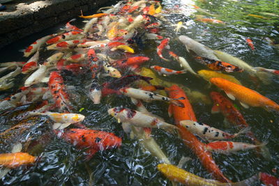 View of koi carps swimming in pond