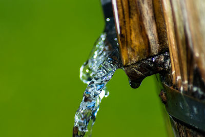 Close-up of insect