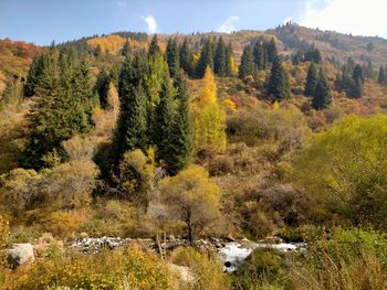 Scenic view of forest during autumn