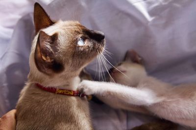 Close-up of a cat