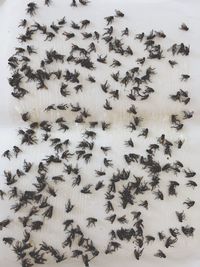High angle view of leaves over white background