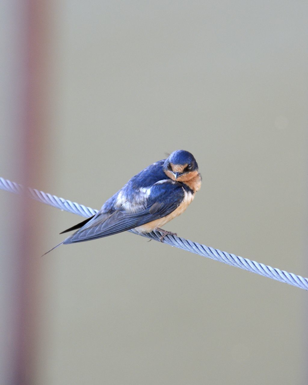 CLOSE-UP OF BIRD PERCHING ON A METAL