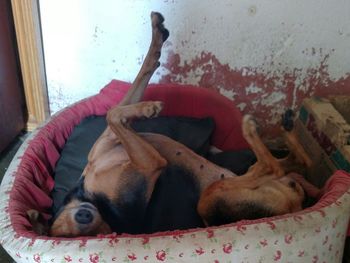 High angle view of dog sleeping on bed at home