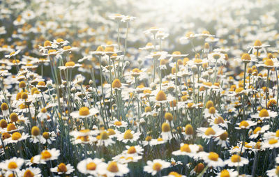 Large field with white blooming daisies on a spring day, selective focus, sunny