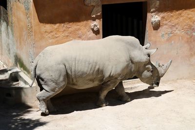 View of a white rhino 
