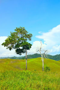 Tree on field against sky