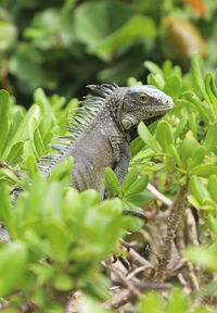 Close-up of a lizard on tree