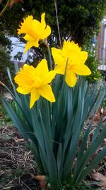 Close-up of yellow daffodil blooming outdoors