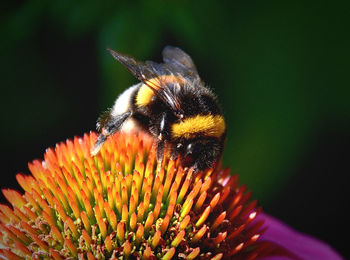 Close-up of bee pollinating on flower