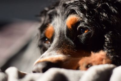 Close-up of dog lying down