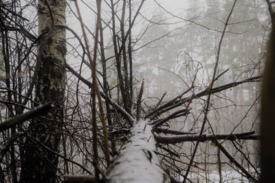 Bare trees in forest during winter