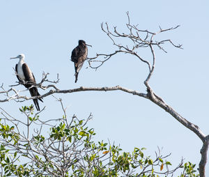 Low angle view of eagle perching on tree against sky