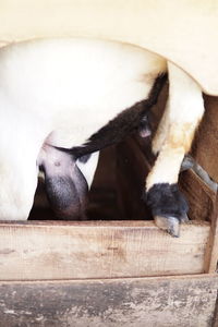 Close-up of animal eating food on table