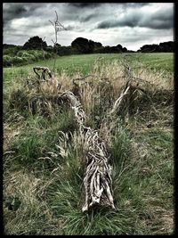 Scenic view of field against cloudy sky