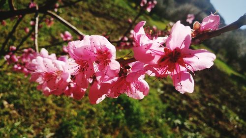 Close-up of pink flowers blooming outdoors