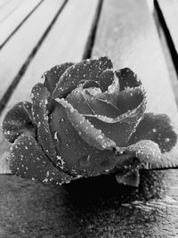 Close-up of raindrops on rose