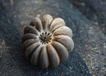 Close-up of seed