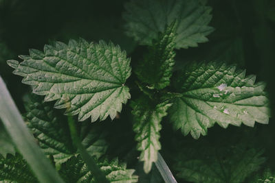 Close-up of fresh green leaves