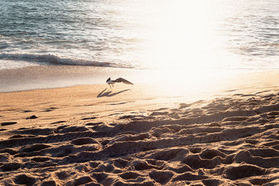 Seagull flying over beach