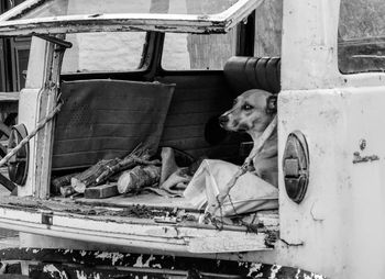 Close-up of dog in abandoned building