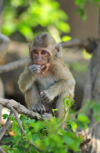 Monkey sitting on plant