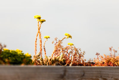 Close up of flowers