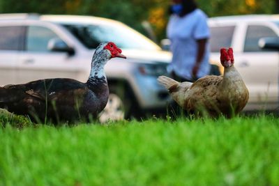 Duck on a field