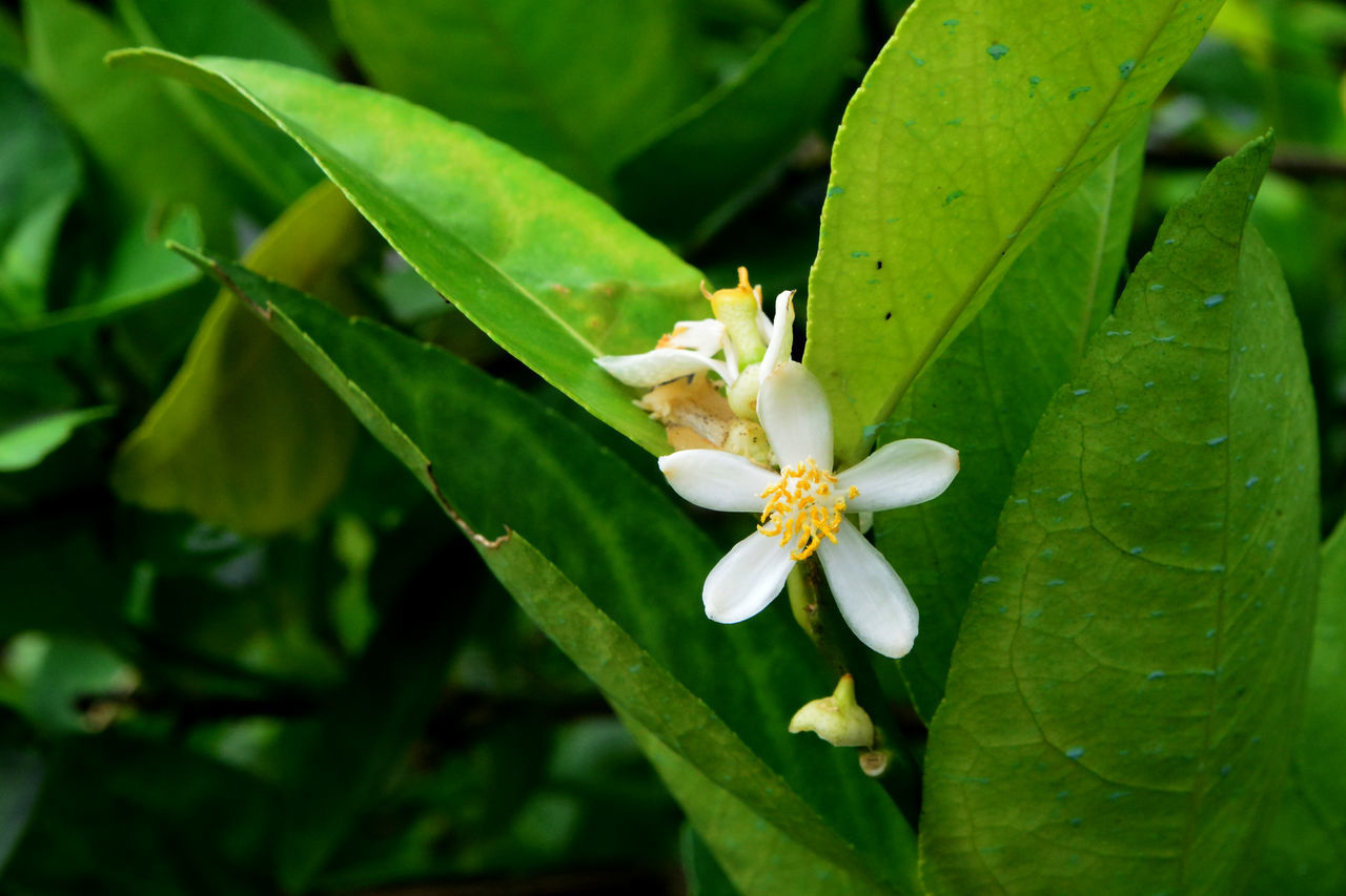 CLOSE-UP OF WHITE FLOWERING PLANT ON LEAF