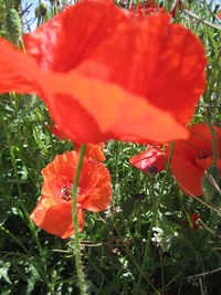 Close-up of red poppy