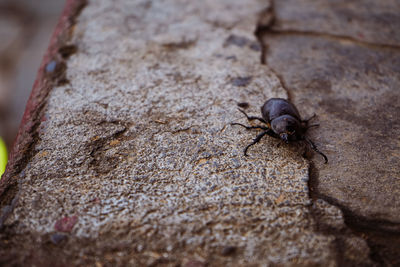 Close-up of insect on rock