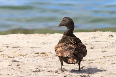 Female eider duck standing on the beach of the north sea island helgoland