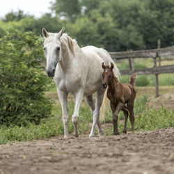 Two horses at farm